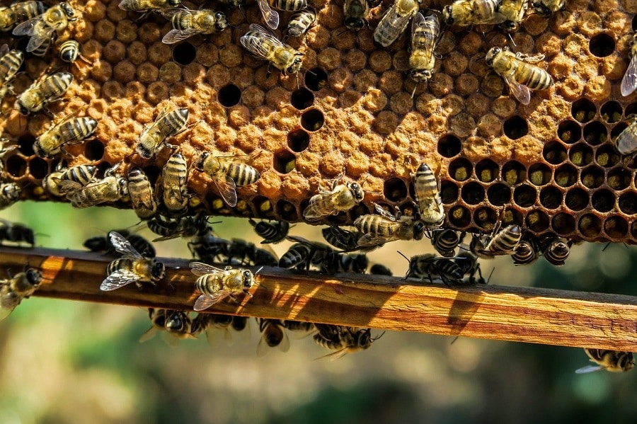 pollen ruche miel abeille