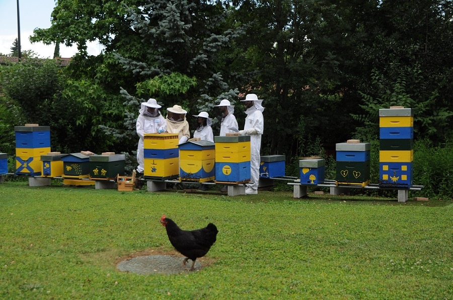 Stage d'apiculture à Lyon : Visite de la ruche